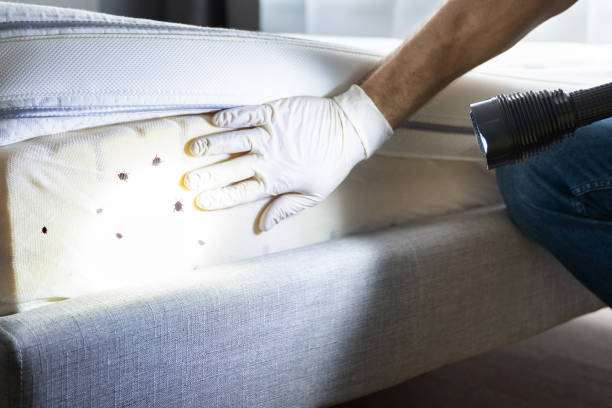 Best Pest Control Near Me  in Union City, CA